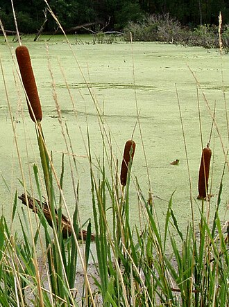 Typha